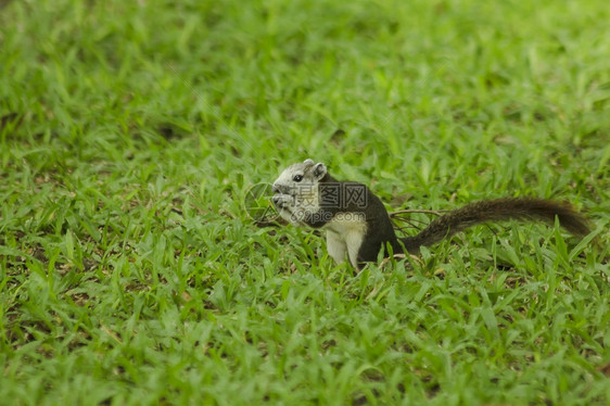 灰色的松鼠在公园草坪上环境哺乳动物图片