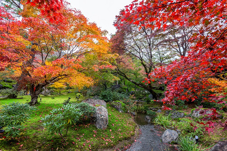 小溪流水秋季红枫公园背景