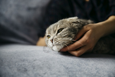 所有者肖像女人抚摸着可爱懒猫和平图片