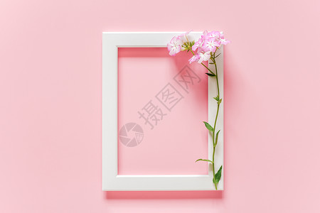 白色边框和粉红鲜花图片