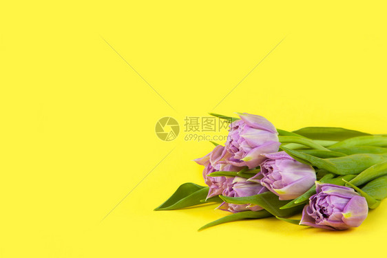 二月黄色背景上的丁香郁金小花束复制空间侧视图特写3月8日214生情人节母亲妇女庆祝春天概念水平女人快乐的图片