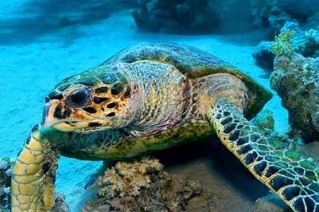 可爱的水利绿龟Cheloniamydas珊瑚礁红海埃及非洲丰富多彩的图片