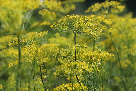 郁葱背景与莳萝伞特写花园植物香莳萝在花园里背景与莳萝伞特写园林植物香莳萝在花园里草本自然图片