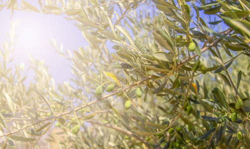 美丽的植物阳光下树上的绿橄榄选择聚焦阳光下树上的绿橄榄选择聚焦叶子图片