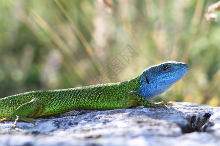 蓝色的有拉塞尔塔维里迪斯交配季节的欧洲绿蜥蜴lacertaviridis爬虫学图片