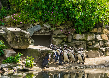 沿海岛屿非洲大型黑足企鹅群聚集在动物园来自非洲海岸的热带水鸟和图片
