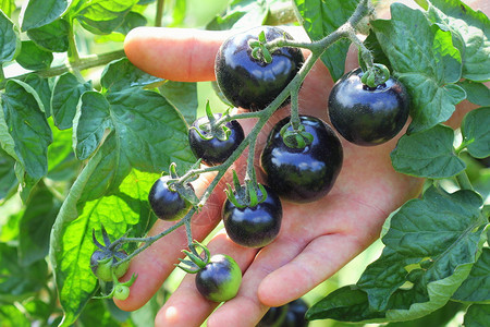 收获横截面花园里的树枝上黑番茄靛蓝玫瑰花园里的树枝上黑番茄靛蓝玫瑰水果图片