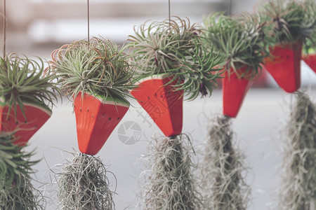 一组室内植物种在西瓜形状的花盆里图片