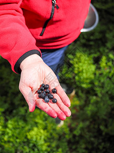 新鲜的自然蓝色女人手和蓝莓色染的手指她在森林里捡到浆果图片