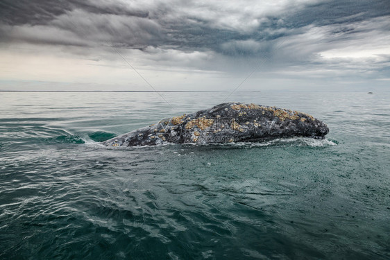 海洋力量在下加利福尼亚州科特斯海的圣伊格纳西奥湖上露面的灰鲸Eschrichtius旅游图片