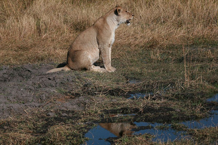 母狮LeonessChobe公园保留地博茨瓦纳预订脸图片