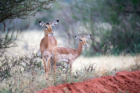 肯尼亚大草原上的一些羚羊肯尼亚大草原上的羚羊动物野生户外图片