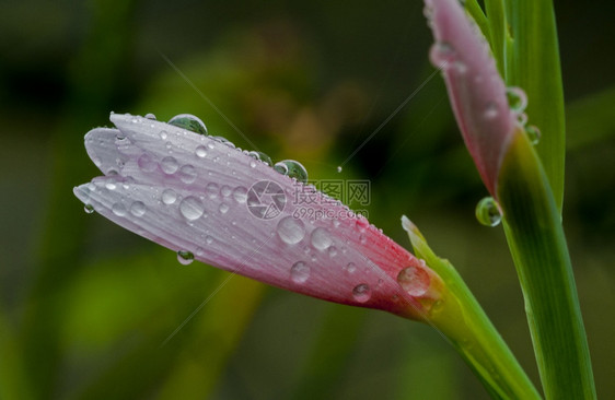 自然粉红李花上的水滴露美丽图片