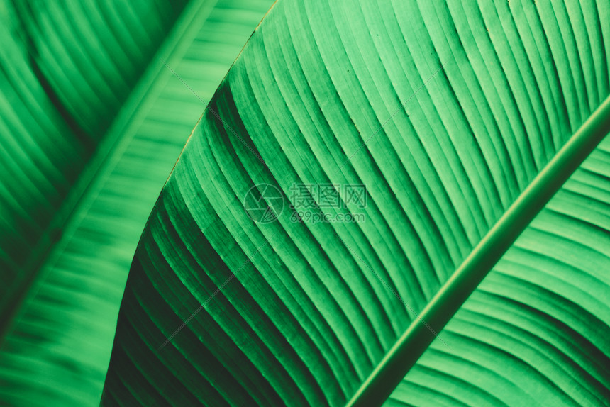 时间丛林明亮的棕榈叶热带绿色夏季图片