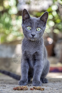 正面情绪长着漂亮眼睛的可爱灰猫肖像独自图片