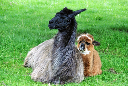 动物一只年轻的驯养羊驼Vicugnapacos与他母亲的特写农业北方图片
