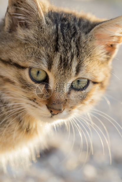 可爱小猫咪的肖像一种甜人们图片