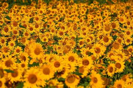 向日葵天空下向阳生长的向日葵背景