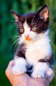 小猫美丽的人类手掌中黑白小甜美猫咪人们图片