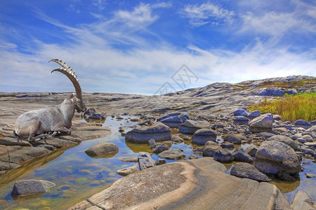 约根森毛皮AlpineIbex在欧洲美丽的风景中休息高山图片