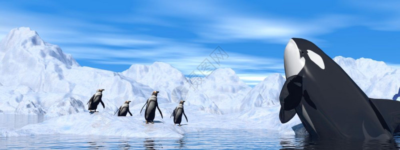 乌云天在冰山之间举行企鹅和美洲豹会议皇帝丽的多云图片
