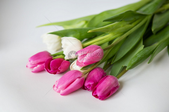 白色和粉色的郁金香图片