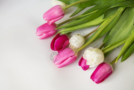 白色和粉色的郁金香图片