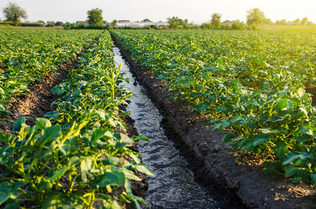 蔬菜行业场地通过灌溉渠道水流通过灌溉运河为田间马铃薯种植园供水用给人生命的水分灌溉欧洲农耕作物的地表灌溉土农业和作图片