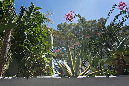 9月在西班牙马洛卡Mallorca与绿色亚热带植物对抗蓝色天空的白野墙城市的排景观图片