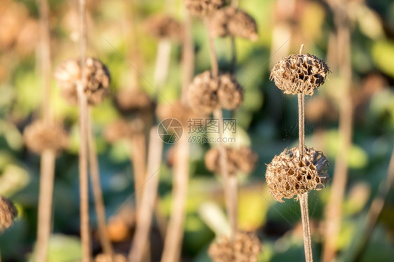 秋天秸秆普洛米斯罗西亚纳植物的花朵铺天盖地水平的图片