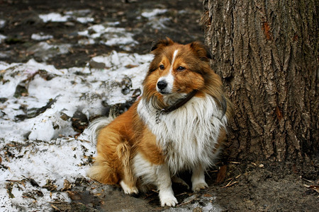 自然哺乳动物狗的肖像长着红发的狗在肮脏雪地里坐在树旁训练图片
