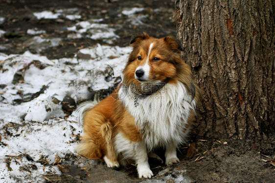 自然哺乳动物狗的肖像长着红发的狗在肮脏雪地里坐在树旁训练图片