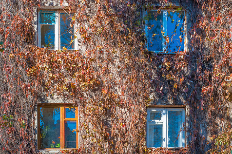 生长结石房子的正面是用野葡萄编织的秋天藤蔓房子窗户正面是用野葡萄编织的杂草丛生图片