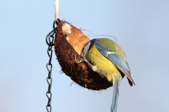 动物饥饿的蓝山雀以猪油椰子悬挂喂食器为寒冷的观鸟图片