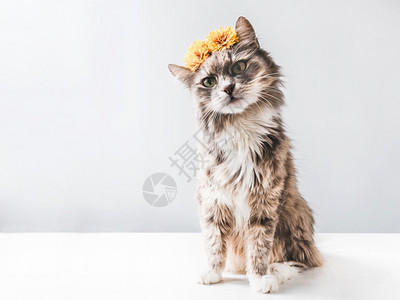 关心白底带黄色花朵的毛小猫孤立近迷人鲜艳黄花小猫近洋甘菊爱图片