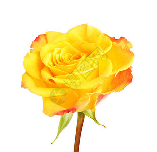 黄色的美丽单玫瑰花白底孤立于装饰图片