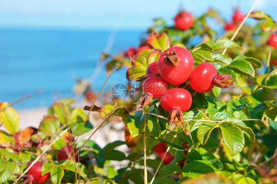 成熟的红玫瑰臀海中野生玫瑰圆灌丛海中野玫瑰圆灌丛红峰叶子抗氧化剂医疗的图片