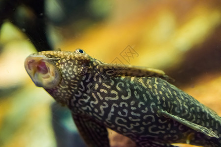 下肢动物热带长着老虎型式的用开口吸食的洋葱鱼宠物龙尾水族馆鱼类美国人图片