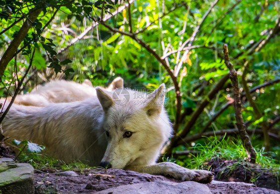 地面犬类肉食埋在地上白狼来自欧亚森林的野狗猎犬斑马图片