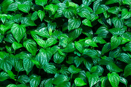 植物学Pippersarmentosum或Chapplo健康蔬菜茶药草绿色热带自然植物背景沙门氏菌户外图片