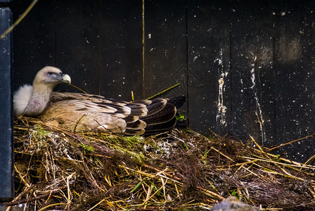 掠食者家吉普斯在春天的鸟繁殖季节坐在蜂巢上的一只灰鹰雕像肖图片