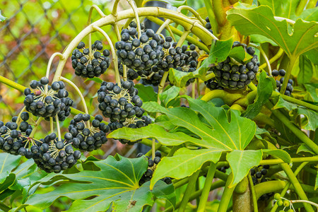 受欢迎的亚洲人脂肪植物分支包括成熟的黑莓来自亚洲的果实热带植物图片