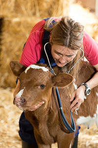 在农场给牛进行检查的兽医图片