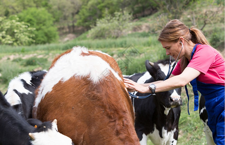 在农场给奶牛进行检查的兽医图片