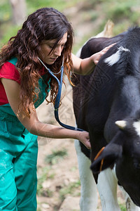 给奶牛进行检查的兽医背景图片