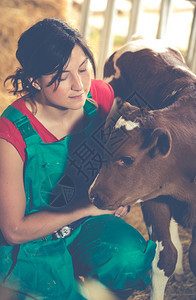 在农场给奶牛进行检查的女兽医图片