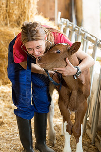 兽医在农场给奶牛检查图片