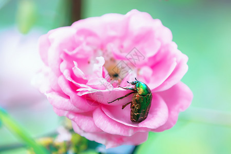 植物害虫切费尔在玫瑰花上吃早饭有选择的焦点在玫瑰花朵上大绿甲虫闪亮的图片