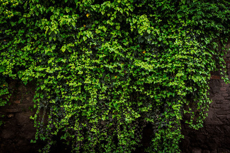 厚绿色长春藤植物覆盖的古板状旧砖墙档案叶子乡村的图片