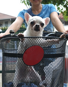 周日在BicycleBASKET的古玩白色棕图片